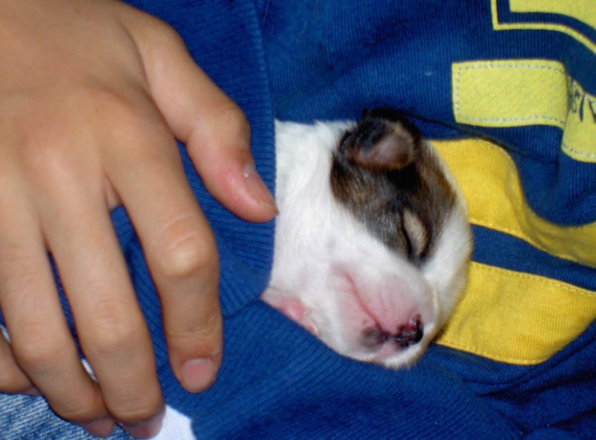 ワンコ大好き(杏花)☆過去写真多いです (@wankomonamo) on Twitter photo 