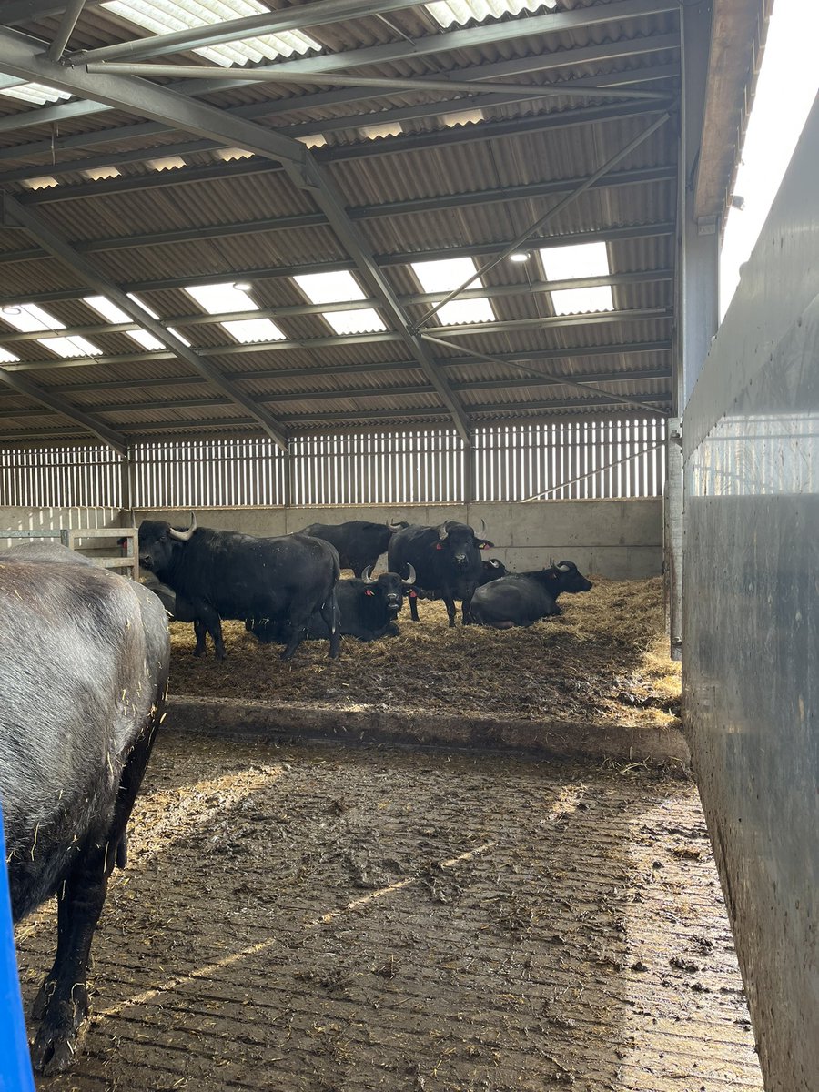 Cllr Lucy Trimnell 🫖 tweet media