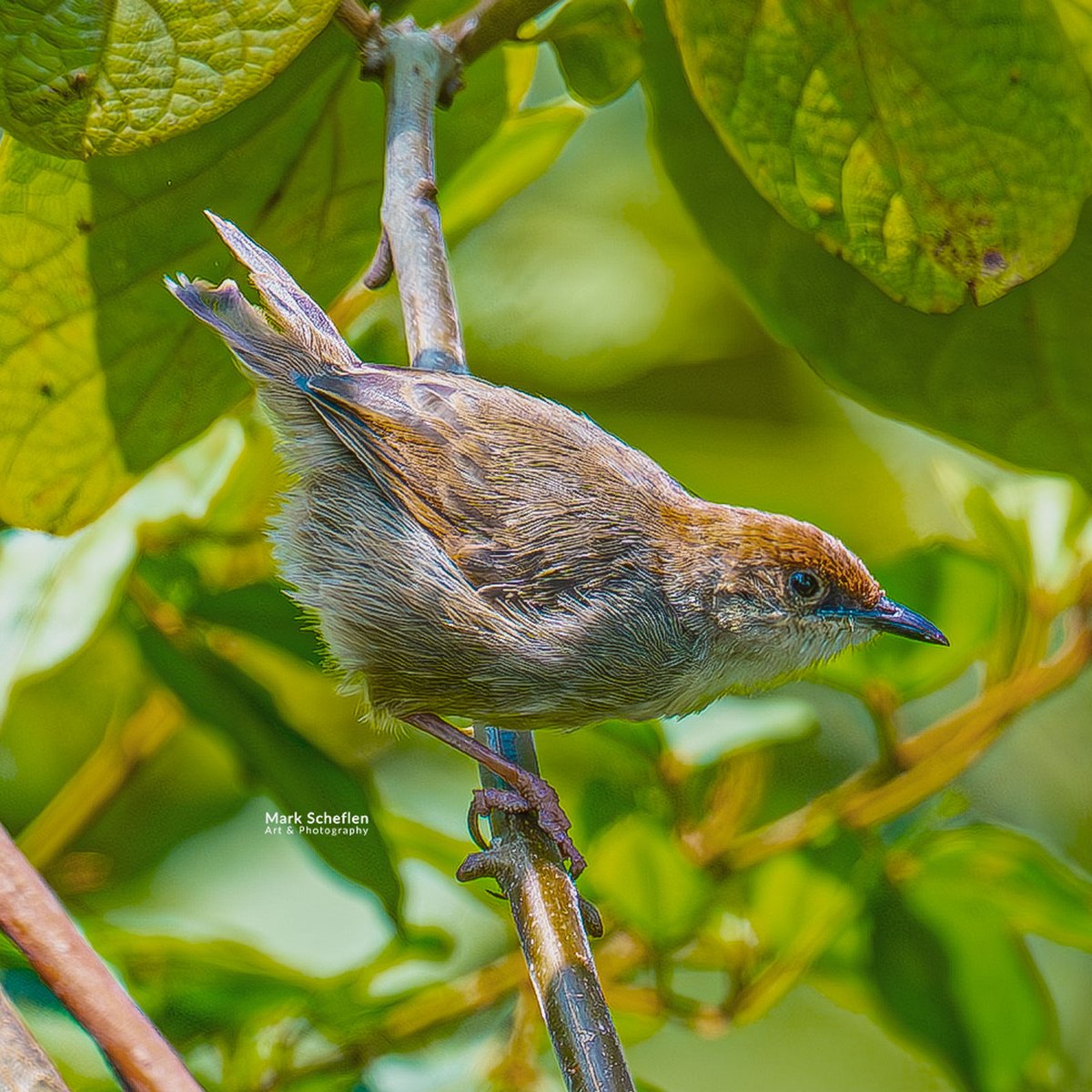 charlieschef's tweet photo. Chubb's Cisticola a small, secretive warbler-like bird found in montane grasslands and wetlands of East and Central Africa. https://t.co/IlAnL7K0U7 #cisticolas #bwindiImpenetrableforest #albertinerift #Uganda #montaneforests #birdsofafrica #birdsseenin2026 #birds #birdphotography https://t.co/psg2ttaTfu