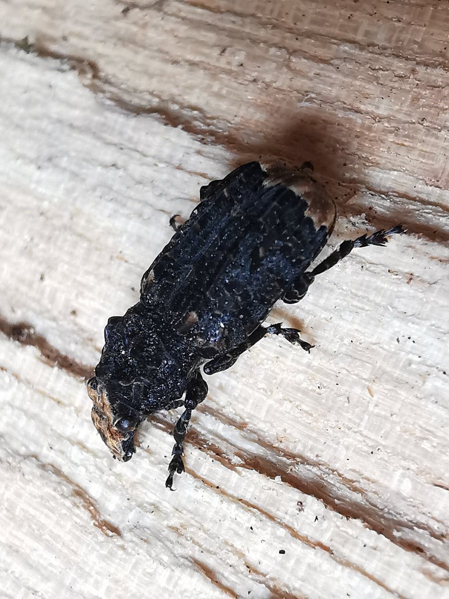 🦊Foxy tweet media