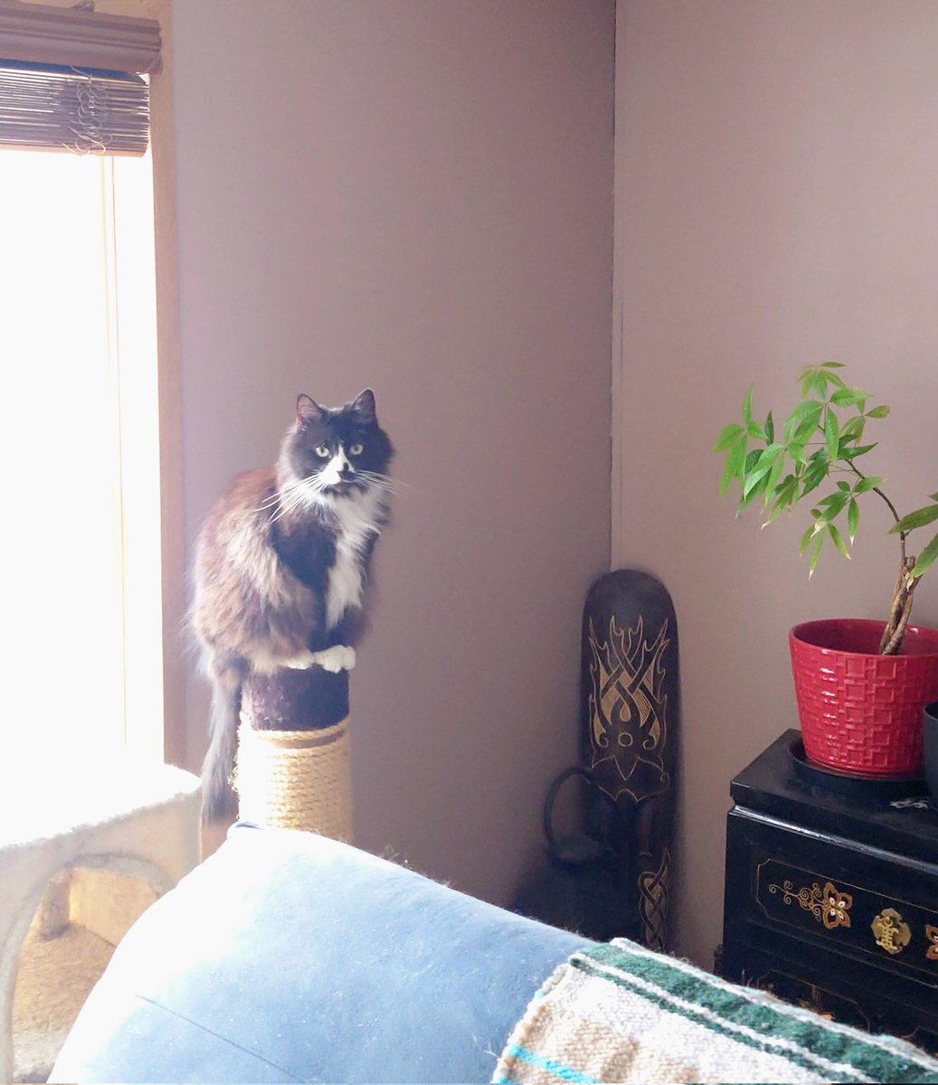 ElleNyx14's tweet photo. Ninja Nala strikes again. 
(So innocent, definitely not trying to get to my plant) 😻
#crazycat https://t.co/MZU00gal72