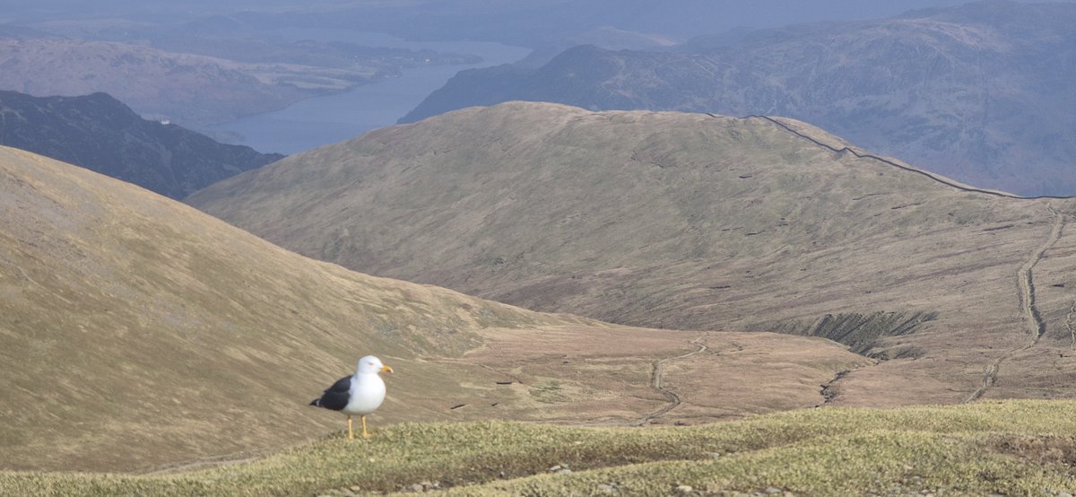 Fell Top Assessors tweet media