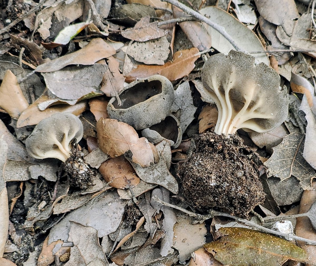Helvella costifera, first sardinian find. Confirmed by ITS thanks  to Giovanni Guidi #helvella