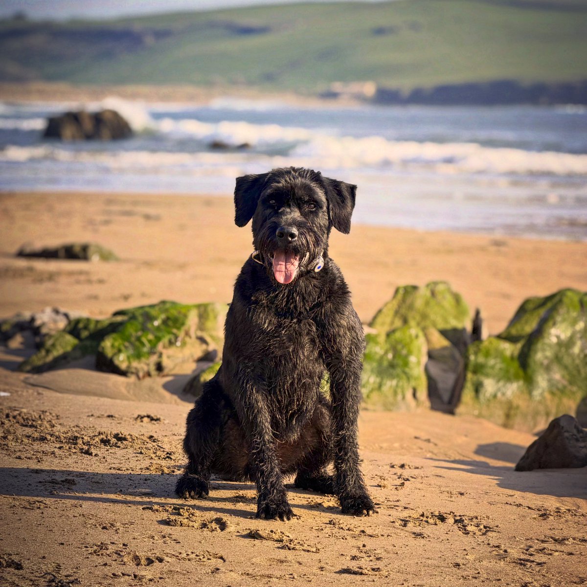 Giant Schnauzer Albert tweet media