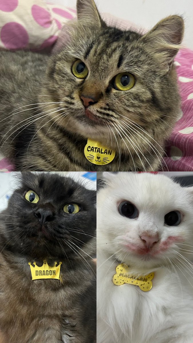 nupinupinupi tweet media