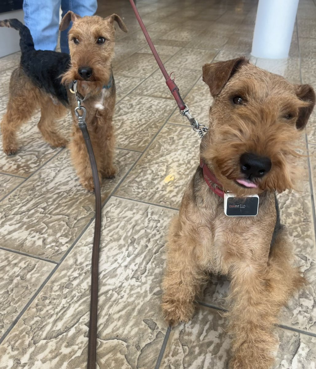 Bolhaus Terriers tweet media