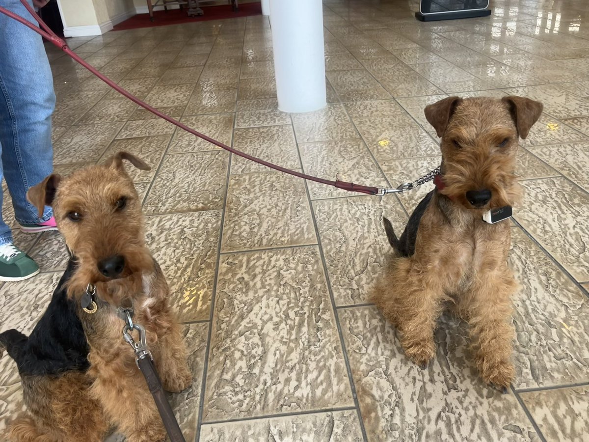 Bolhaus Terriers tweet media
