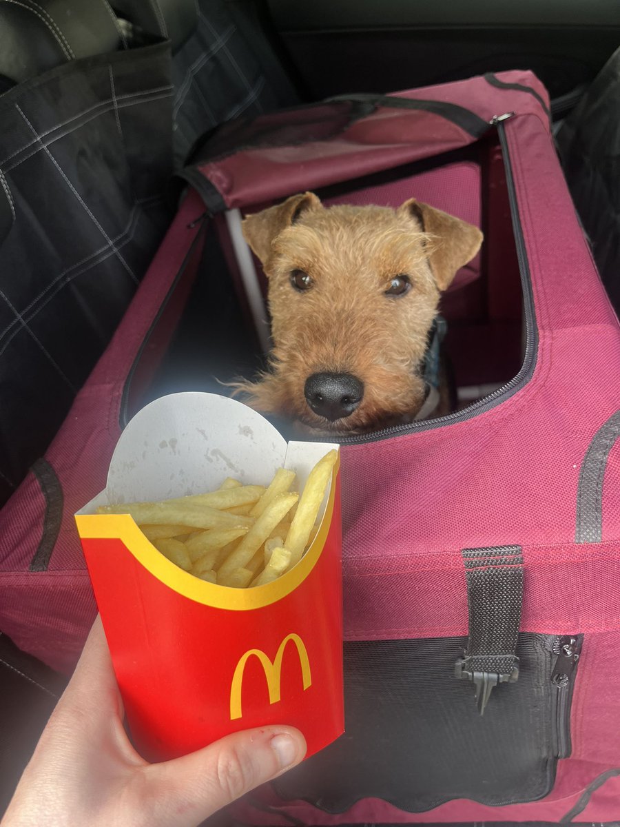 Bolhaus Terriers tweet media