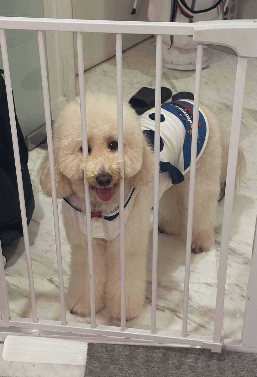 Poppy22082022's tweet photo. 散歩から帰宅🏠
帰宅後ルーティン：待つ→見つめる→圧🐶

#犬のいる生活 #お散歩 #ゴールデンドゥードル #Goldendoodle #もふもふ https://t.co/sGHnMDX8lH