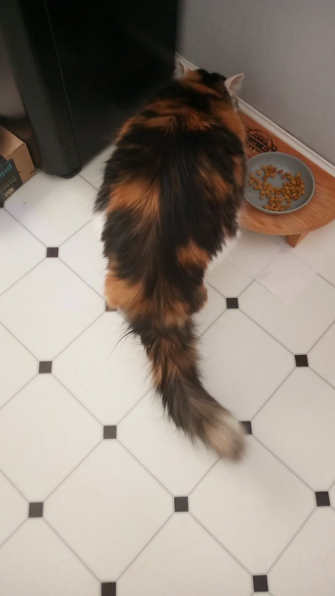 mums52's tweet photo. Prudence had a squeeze up snack and now having a drink of water - #kitcat patrol #hedgehouse #kravitzcat https://t.co/5czXpI9ToU
