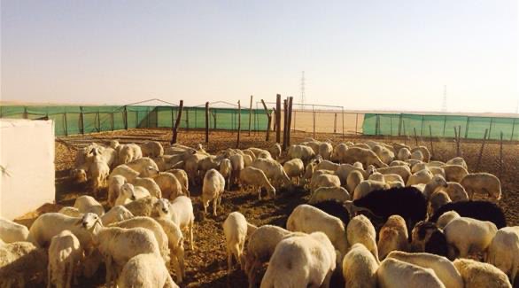 الإعلان الزراعي ..(سند) tweet media