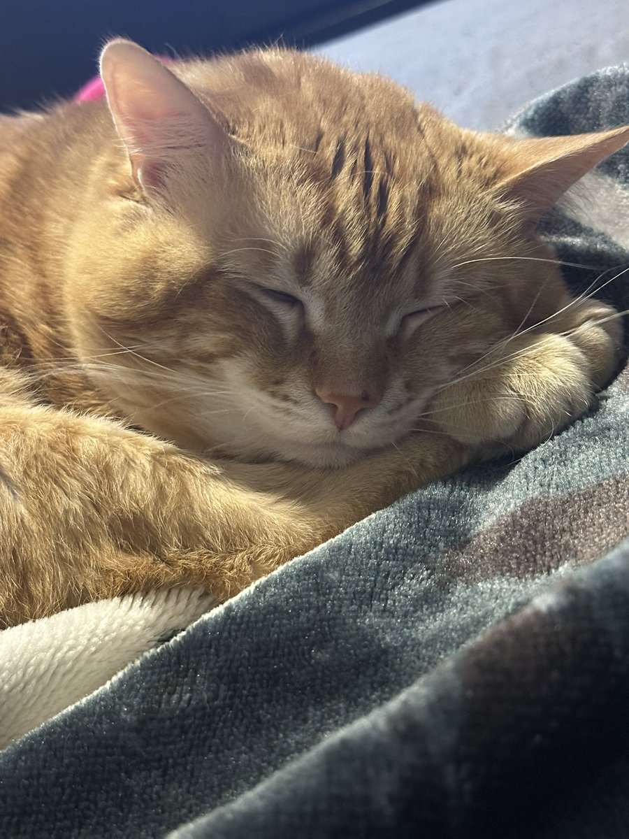 thisisbrittni13's tweet photo. I miss him soooo much rn https://t.co/PMZY8AN89g