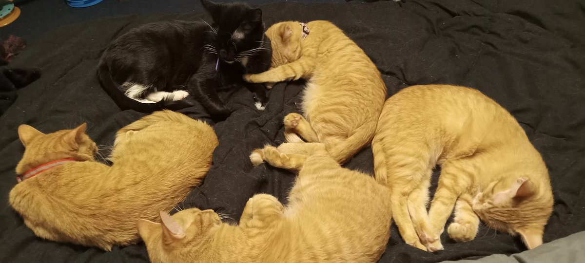 artbyskym's tweet photo. My Fried Chicken Crew! Mama's extra spicy and "burnt out" Yes, we have thumbs! #CatsOfTwitter #DreamcicleBabies #OrangeTabbies #Polydactyl https://t.co/PDO8o5Movs