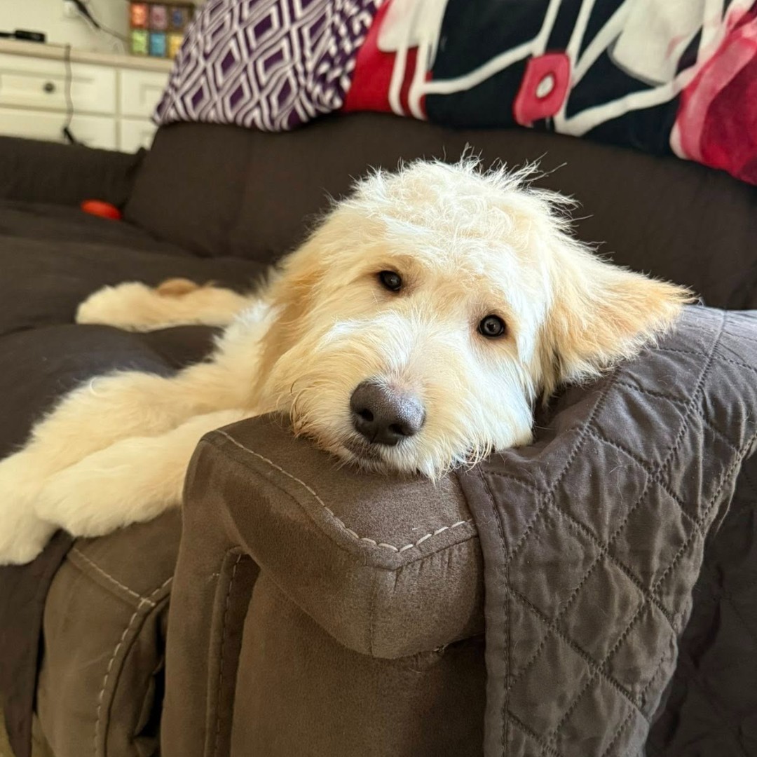 Got Your Six Dogs tweet media