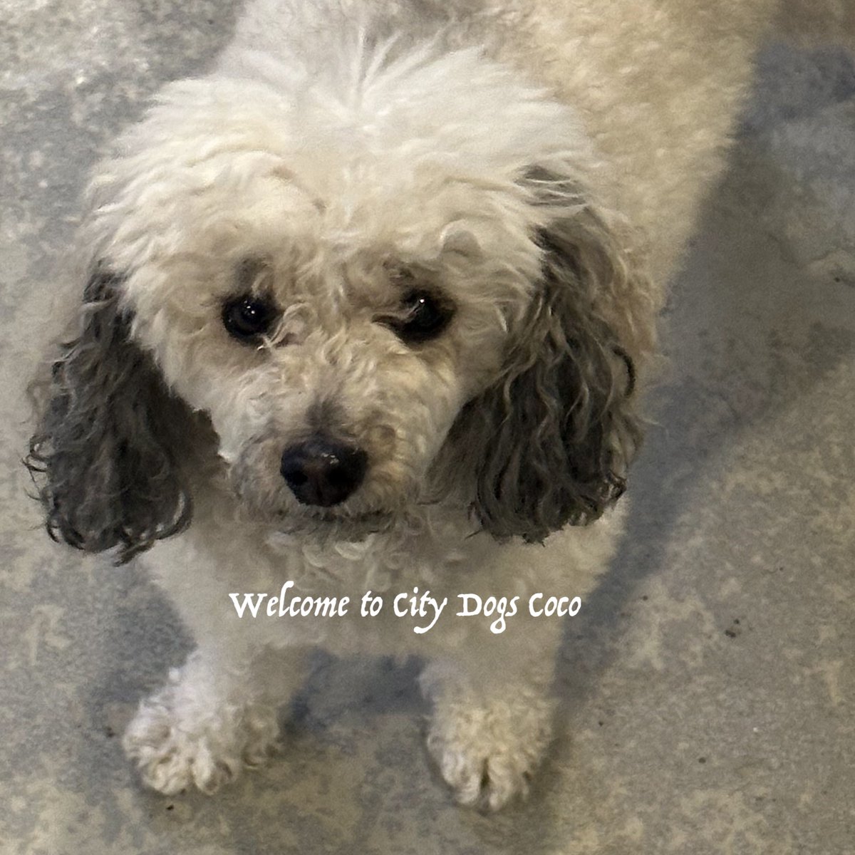 City Dogs tweet media