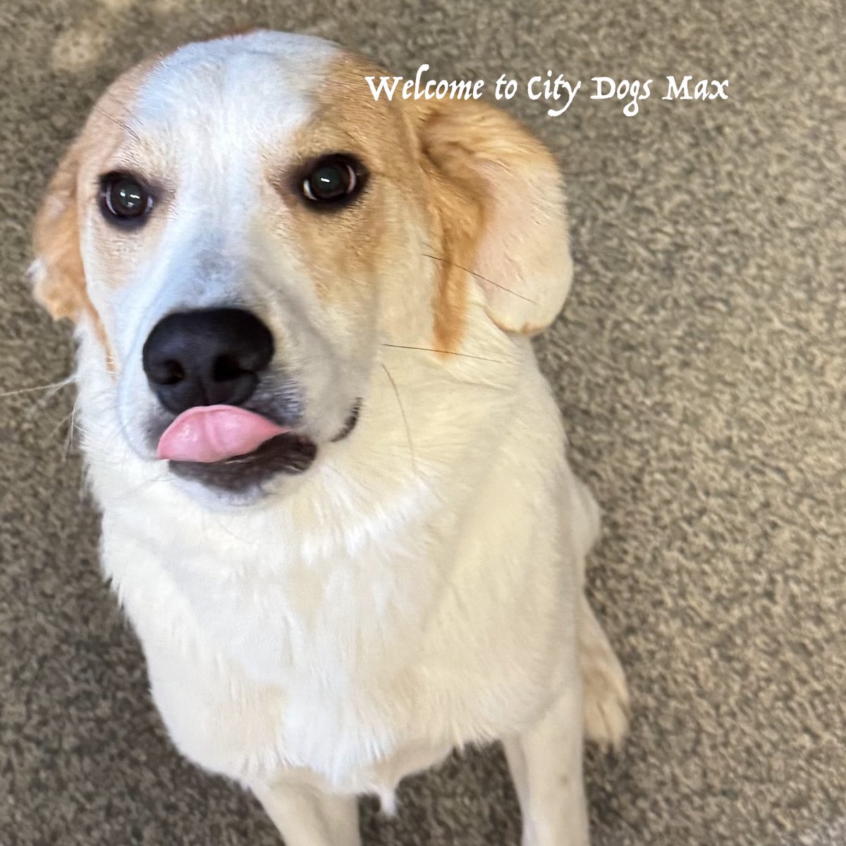 City Dogs tweet media