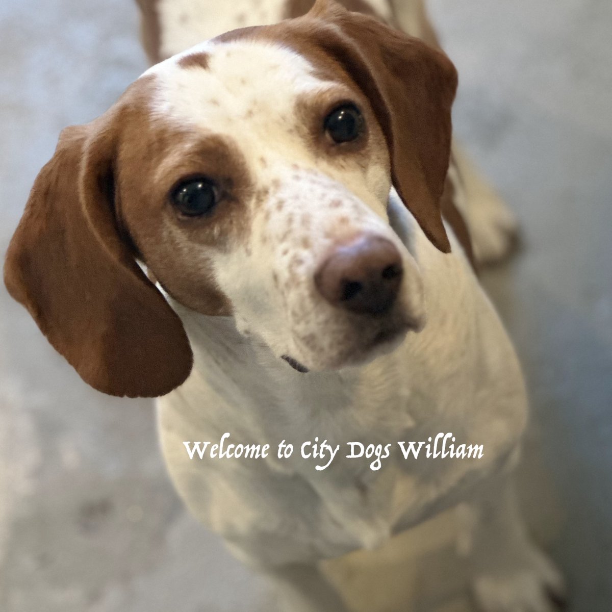 City Dogs tweet media