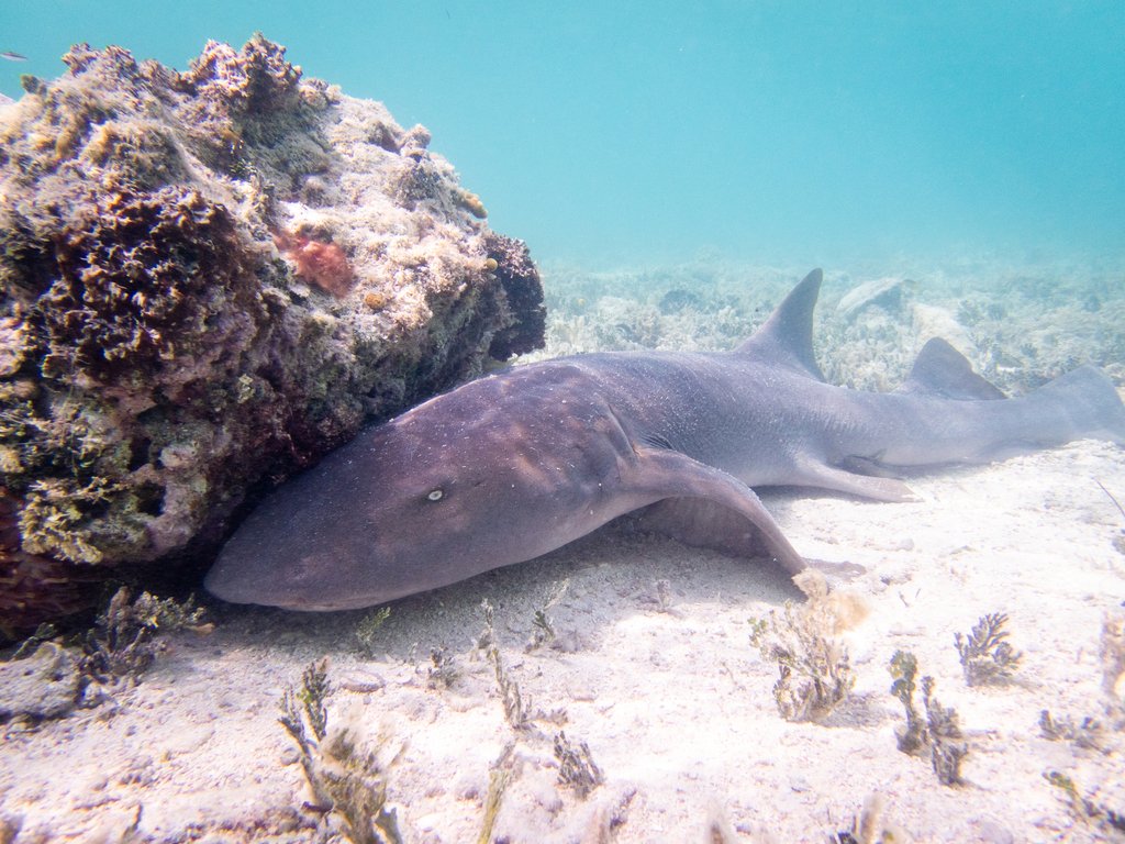 sharks_everyday's tweet photo. Nurse sharks look so silly when they do that hehe https://t.co/VPl5zd4g8N