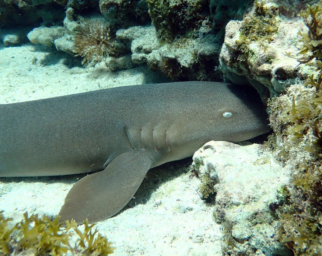 sharks_everyday's tweet photo. Nurse sharks look so silly when they do that hehe https://t.co/VPl5zd4g8N