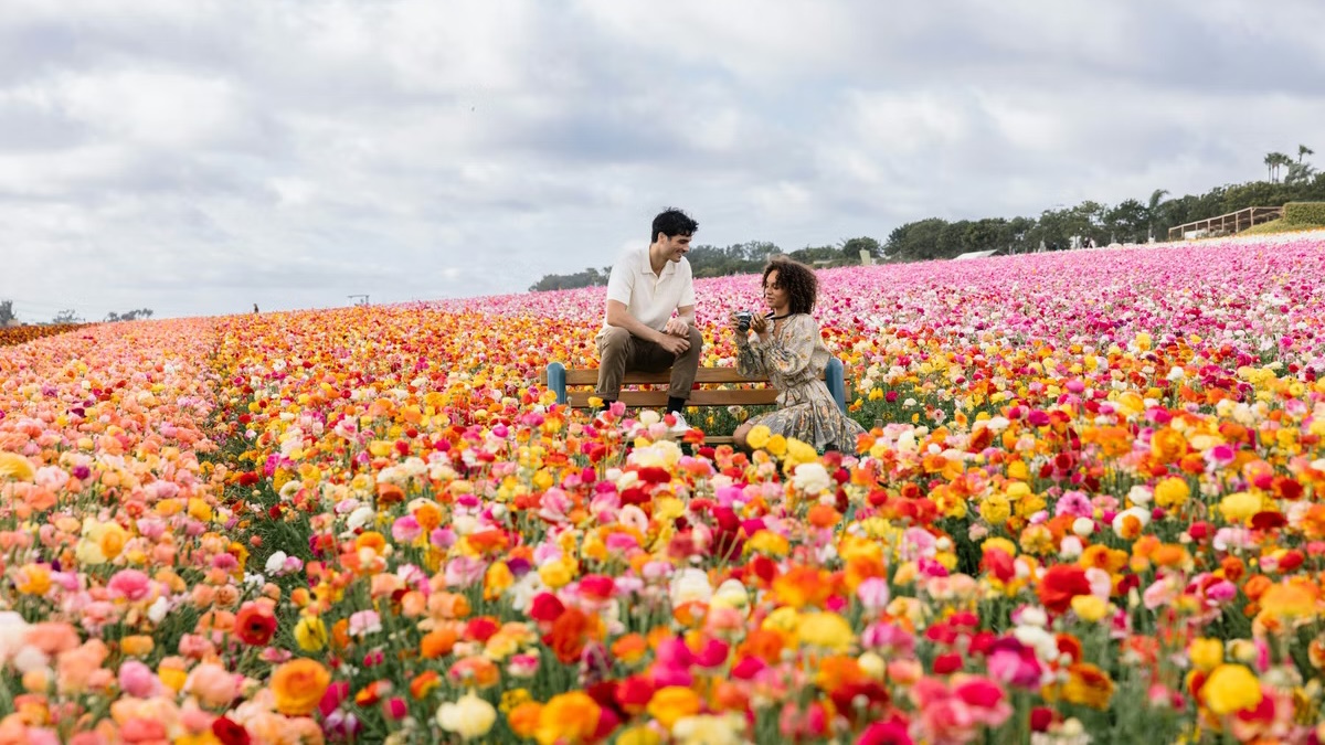 LaJolla.com tweet media