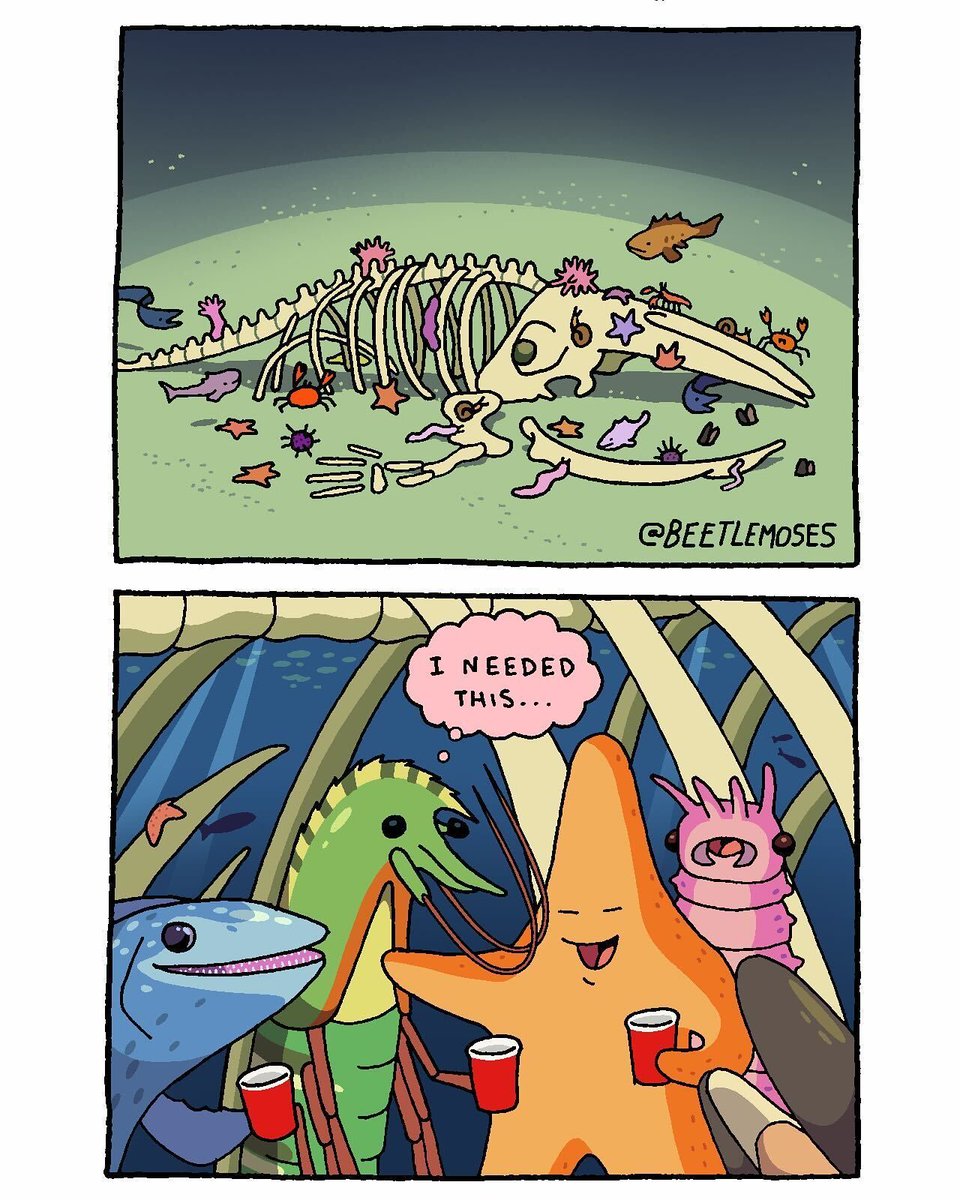 When a whale dies and sinks to the ocean floor, its body becomes an entire ecosystem, feeding hundreds of species for decades. These "whale falls" are one of the ocean's most remarkable recycling systems, and some creatures have evolved to live nowhere else. 

Comic by