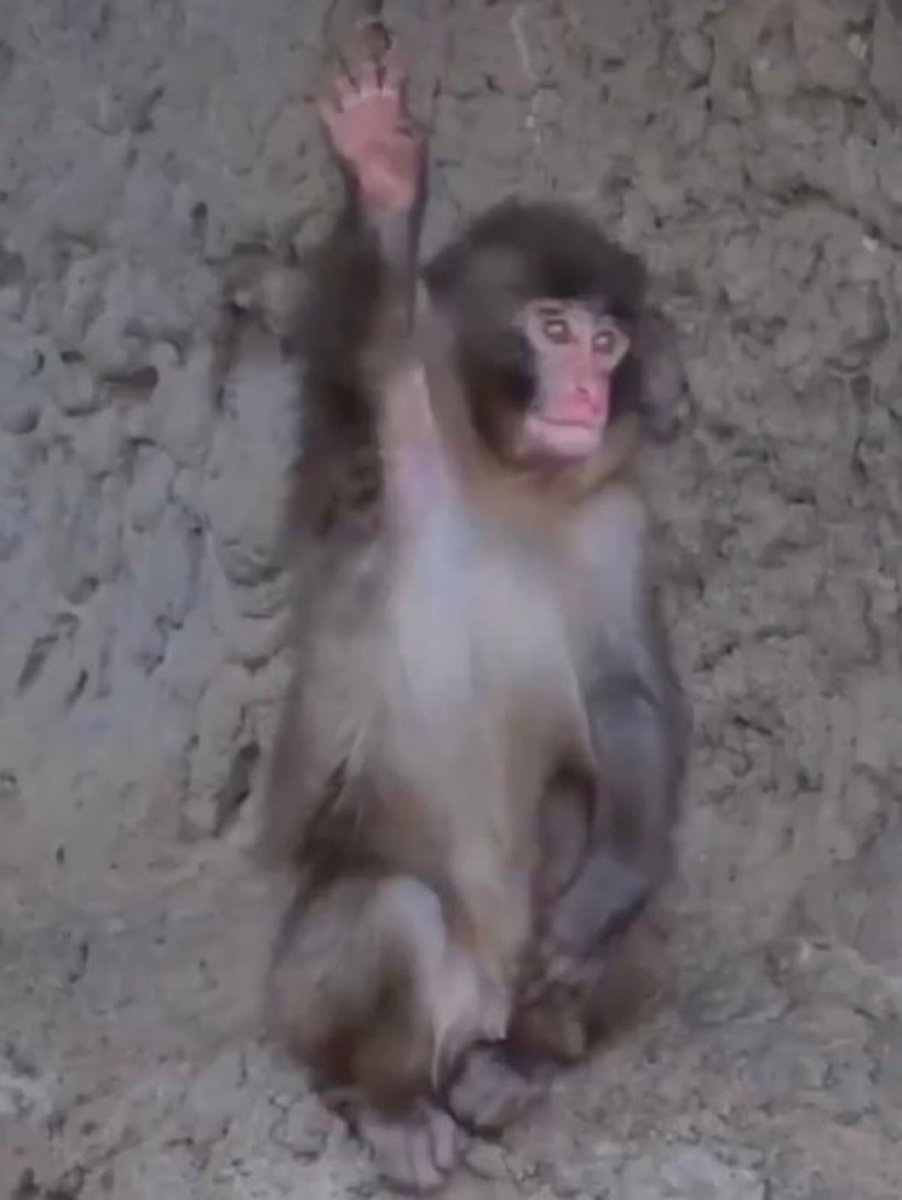 Heil Hoppe!