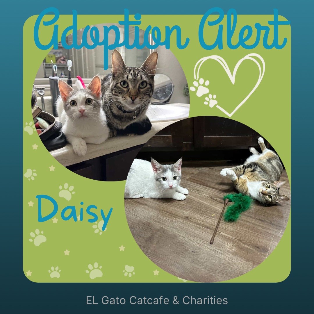Daisy is Adoption 1062❤️Her siblings are El Gato Alumni, Percy &amp;Titan💕They also have a sweet hooman brother that keeps them entertained &amp; loved😻Help us make more moments like this possible by visiting us at elgatocoffeehouse.com/bookmeow or donating at elgatocharities.org/get-involved
#adopted