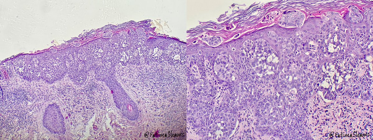 Fatima Shamsuddin tweet media