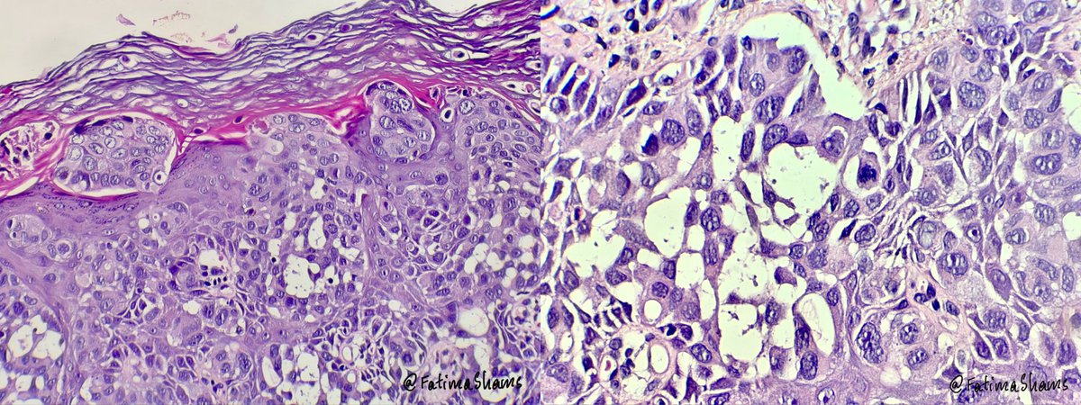 Fatima Shamsuddin tweet media