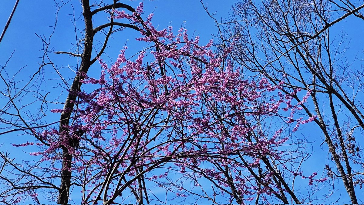 CahabaDave's tweet photo. Sign of spring. Plum tree and Redbud trees blooming.  Near Woodstock Alabama today. @spann https://t.co/rPqcwJpHNO
