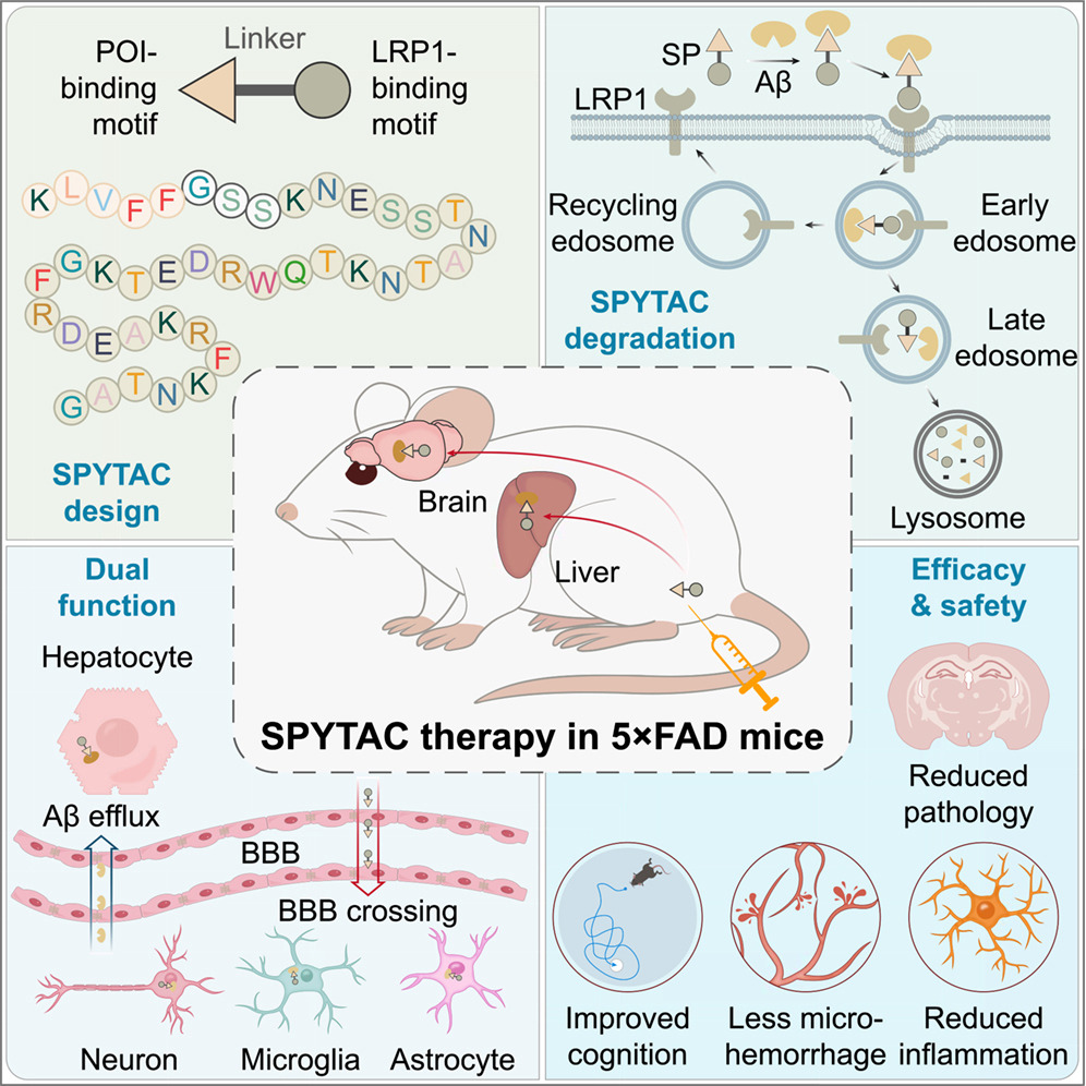 Neural Cell News tweet media