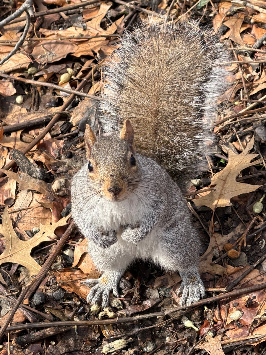 Fuzzy Squirrels tweet media