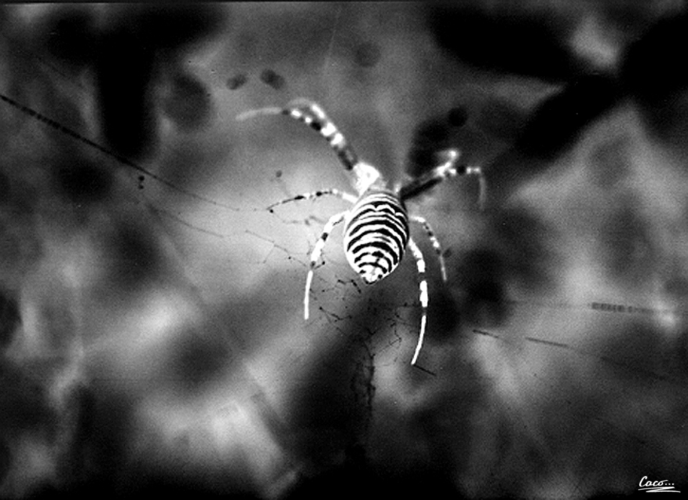 caco_darkage's tweet photo. Arachnophobia
#spider #arachnophobia #zenitttl #35mmfilm #blackandwhitephotography #analoguefilm #filmphotography #zenitttl https://t.co/gFMpfVOymL