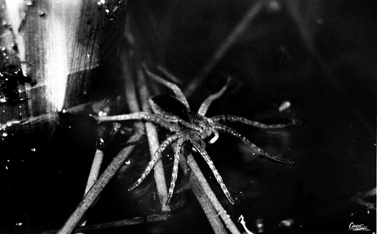 caco_darkage's tweet photo. A fishing spider, about the size of a fist, stands on the surface of the water and waits for a fish to come under it to catch and eat.
#anlogphotography #blackandwhitephotography #35mm #35mmfilm #zenitttl #spider https://t.co/5I4gZGH9Lp