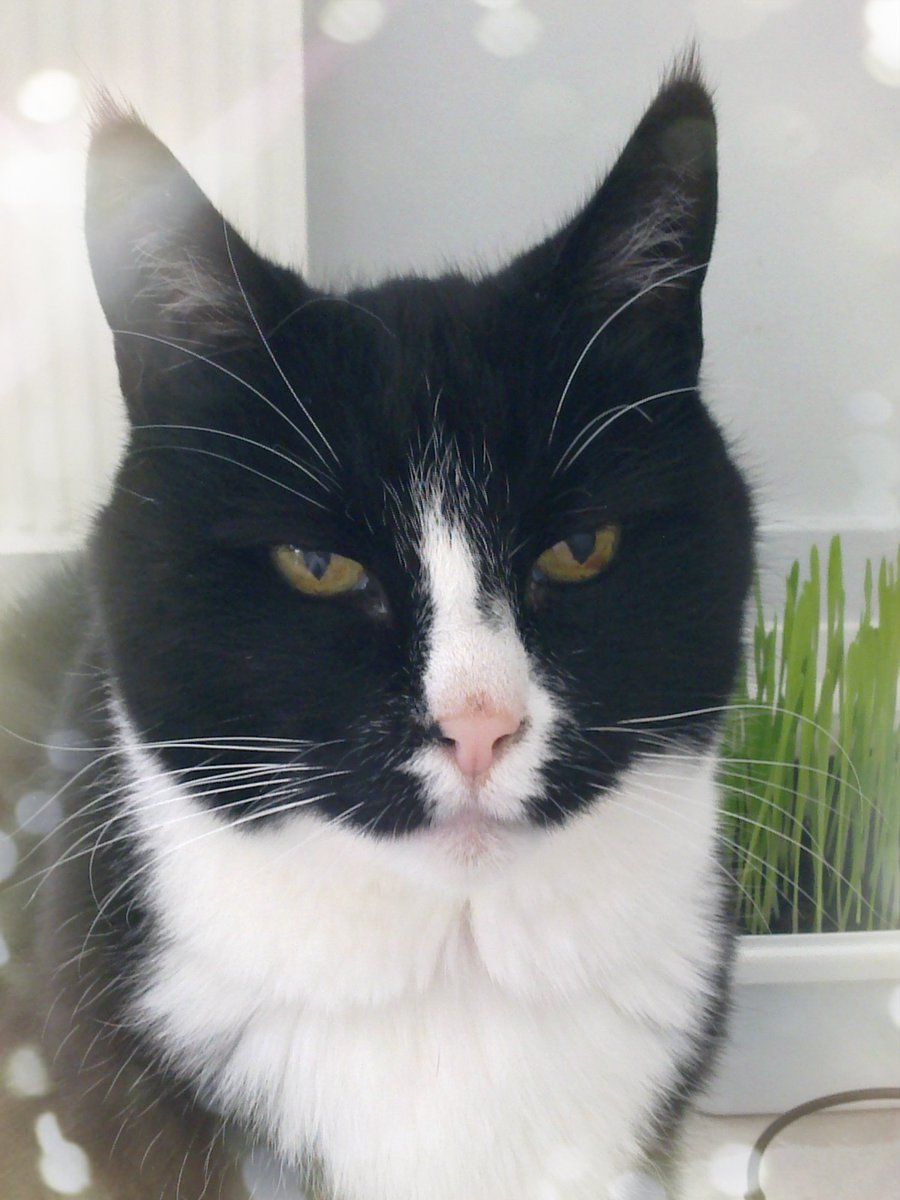 RomeoRommiePomp's tweet image. It's #ThrowbackThursday and I'm wishing mew all a lovely day ☀️ Spring is in the air, and I'm sending rays of sunshine to all of mew, to brighten up these dark times..I love you all ❤️ 
- Romeo OTRB🌈❤️🐈‍⬛ #BeKindAlways #SSCCHallOfFame #SuperSeniorCatsClub #LoveNeverDies 🕯️💖✨