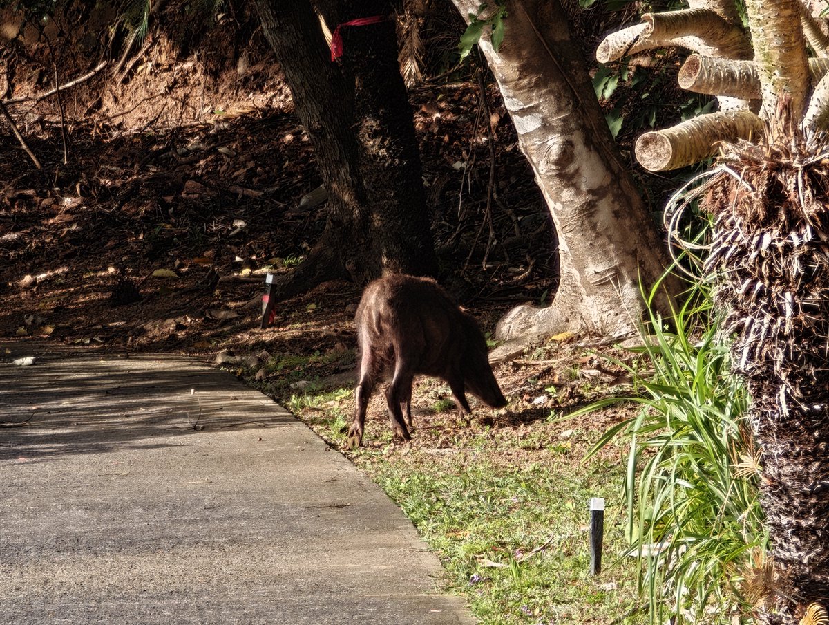 自宅に着いてしまった。寒いよー😰
次はいつ奄美に行けるかな？？？

写真は、加計呂麻島の
花富（けどみ）の犬
阿多地（あだち）のデイゴとアシャゲ
須子茂（すこも）のアシャゲ
第18震洋隊基地跡のリュウキュウイノシシ