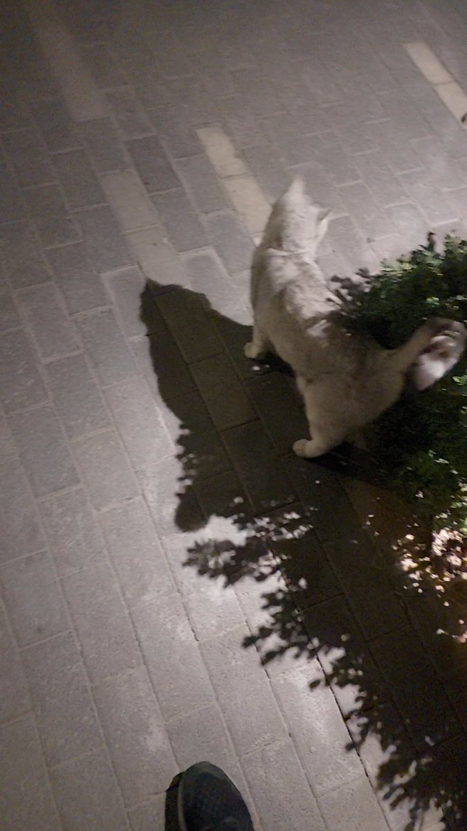 RobinsonAlan's tweet photo. Right, enough! Had to cancel football and then have a serious conversation with a couple of cats scared by the interceptions. https://t.co/6etBFvZEm0