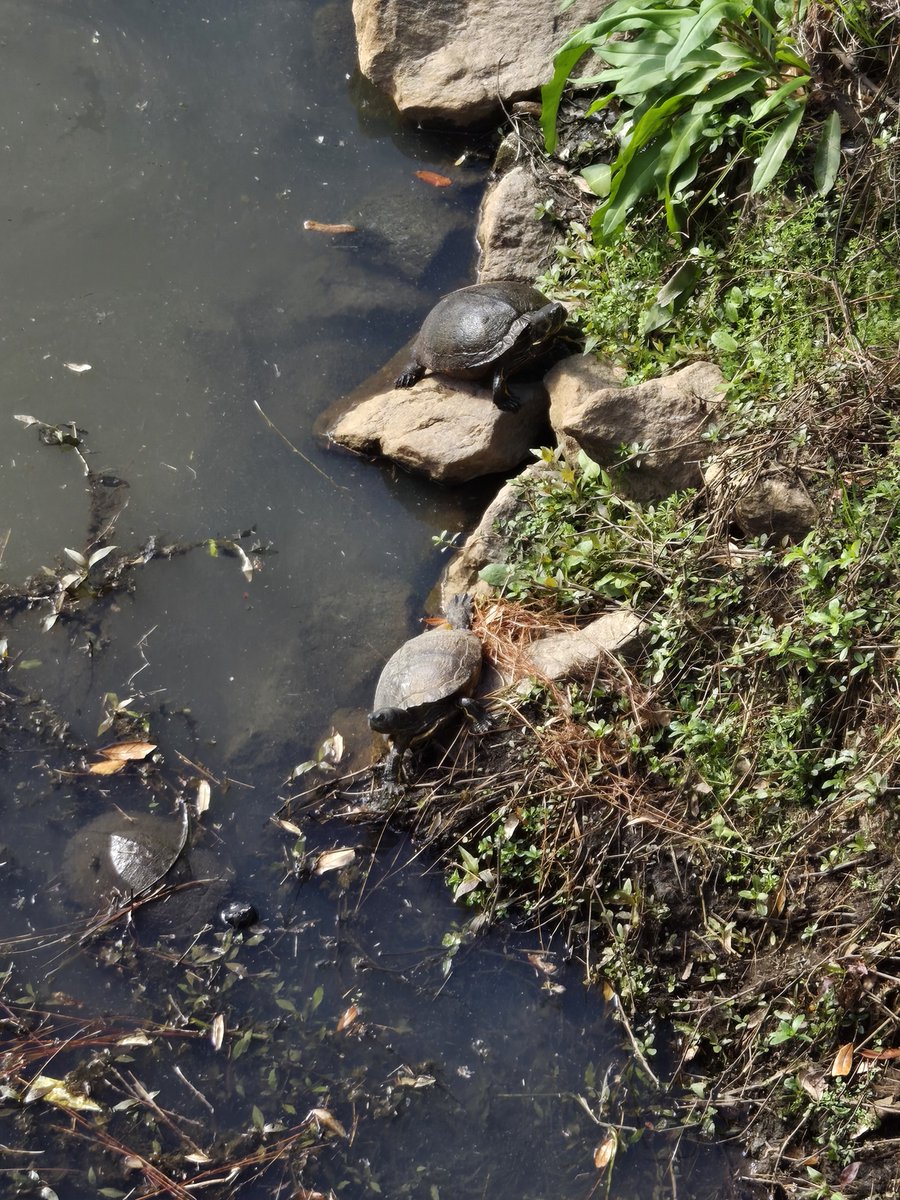 Isa이사 tweet media