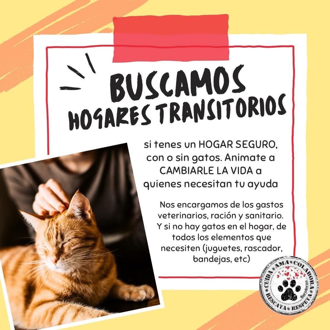 Burakeras Asistencia Gatuna tweet media