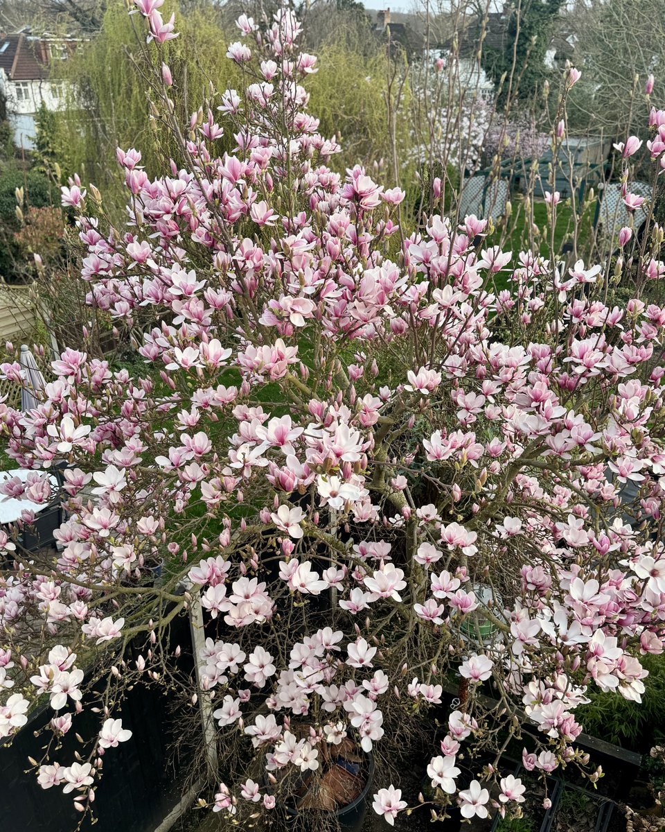 Urbanponds101 tweet media