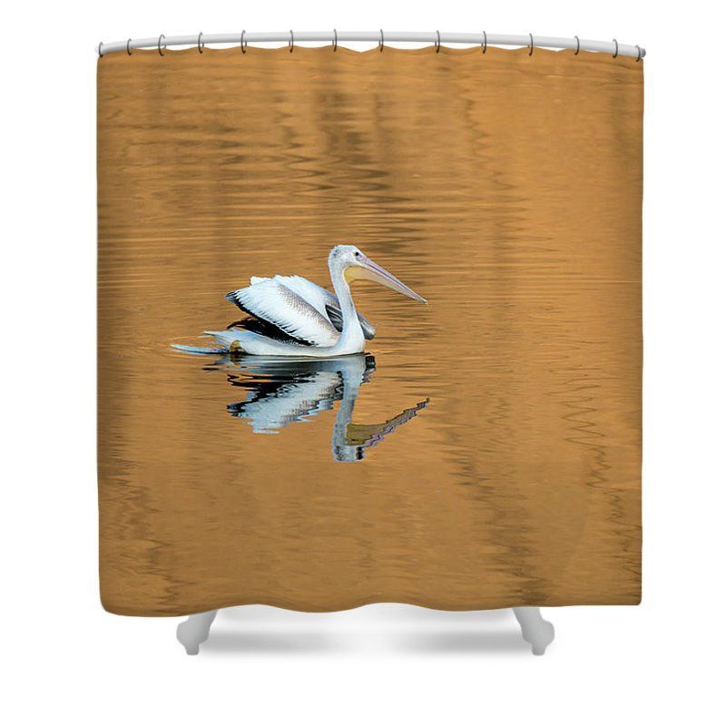 DebraMartz's tweet image. American White Pelican Golden Hour by Debra Martz
#RBandMe #RedbubbleShop #FindYourThing
#Get It Here #homeDecor etc

redbubble.com/shop/ap/945720…
#AmericanWhitePelican#birds #aves #avian #BirdLovers #featheredFriends #ornithology #photography #Pelican #BuyIntoArt @debramartz