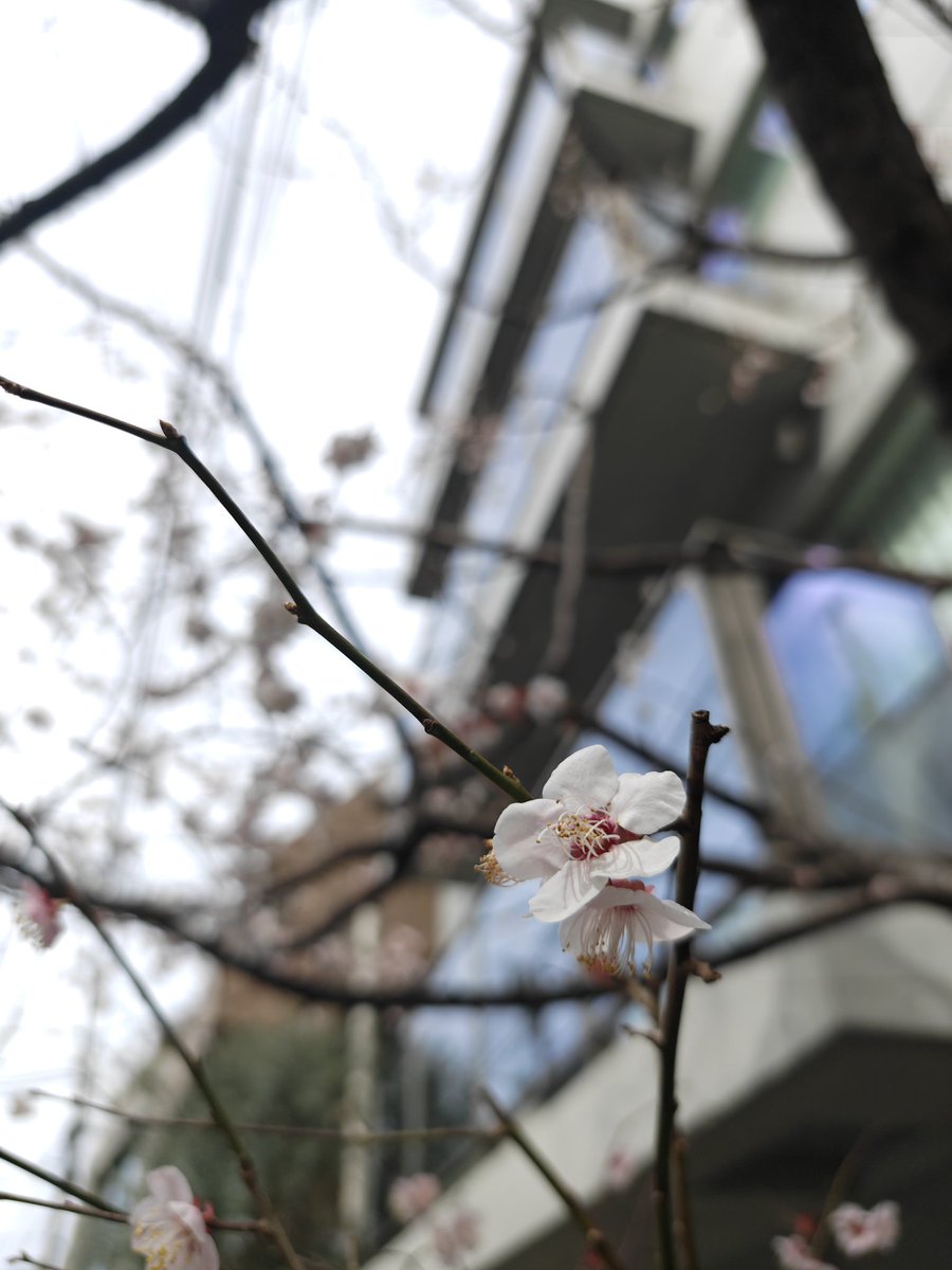 栁沢友規(ヤナギサワトモキ) tweet media