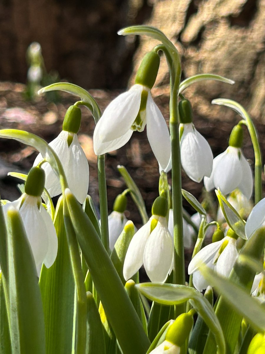 hersheygardens's tweet photo. A hint of spring! Winter aconites, snowdrops and witch hazel are in bloom, adding small - - but mighty - - pops of color to the winter landscape. Take a stroll through the Gardens and enjoy these early signs of the season! #HersheyPA #hersheygardens #botanicalgardens #earlyspring https://t.co/DHgRKXc3oD