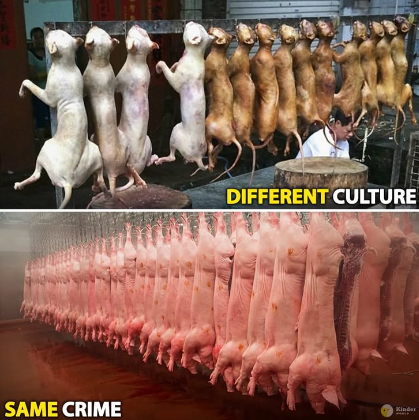 riⓋer Haoshoku Haki tweet media