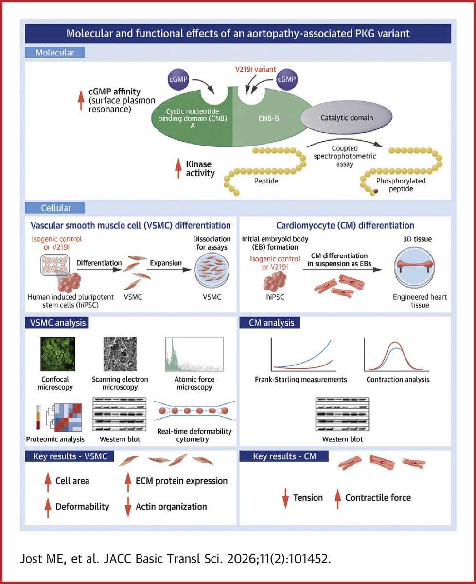 JACCJournals's tweet image. In #JACCBTS, Dr. Jost et al. show a rare PRKG1 variant increases muscle cell deformability, representing an early stage of aortic dissection. Findings suggest mechanical phenotyping may improve risk prediction. jacc.org/doi/10.1016/j.…

#AorticDissection #Genetics #HeartResearch