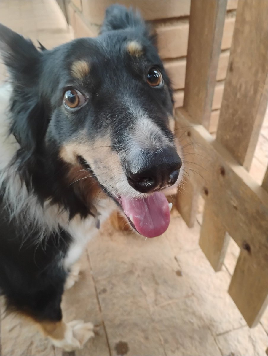 Mauro Zilli SCCP tweet media