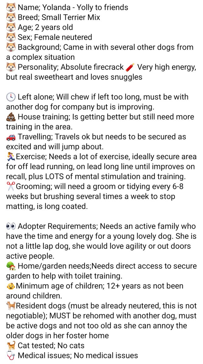 rescuemeanimal's tweet photo. Beautiful Yolly is looking for an active home with another fun active dog 🥰 She is a quirky little whirlwind of fun! Apply online https://t.co/qR6tN8UfMY
#AdoptMe #Liverpool #dogsinlove #RescueMe https://t.co/dNIiLrDaXV