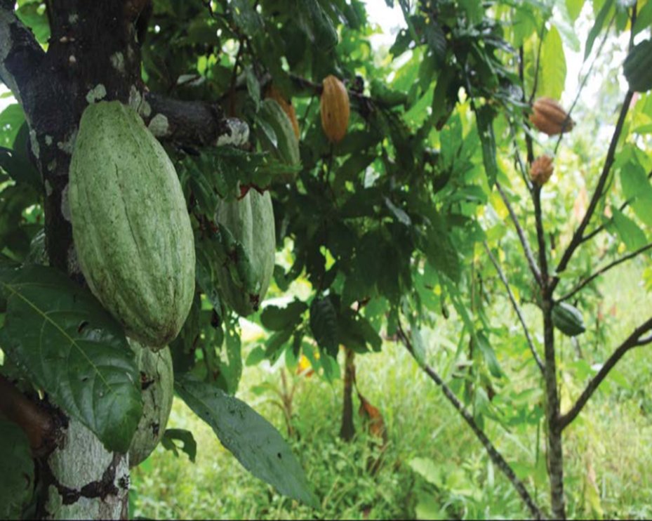 UNODC Alternative and Sustainable Livelihoods tweet media