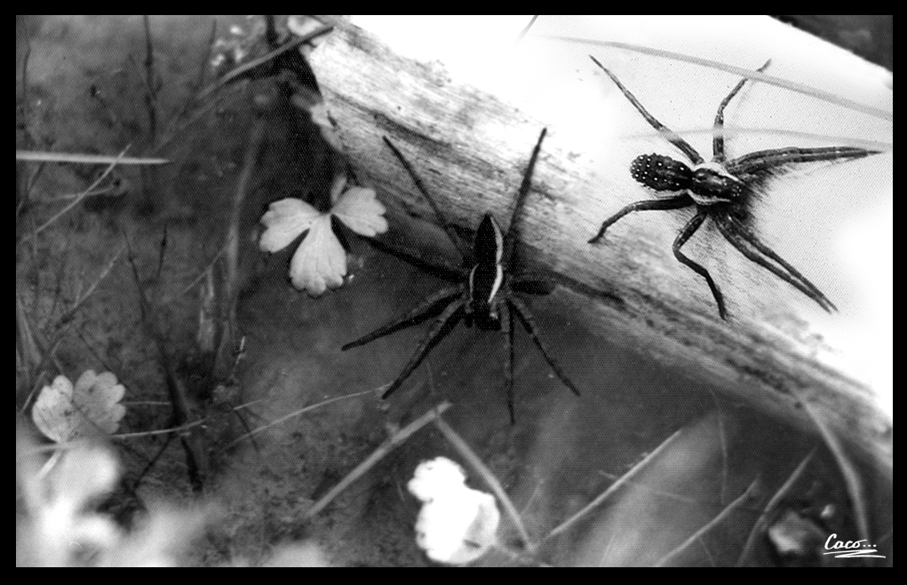 caco_darkage's tweet photo. Arachnophobia
When I was 13, I got lost in the swamp photographing frogs and snakes -with a poor ZENIT TTL camera and a 50mm lens :) and came across 20-25cm spiders that eat frogs and fish. Terrible experience...
#spider #zenitttl #blackandwhitephotography #analogphoto #35mm https://t.co/4hw2P2OPaR
