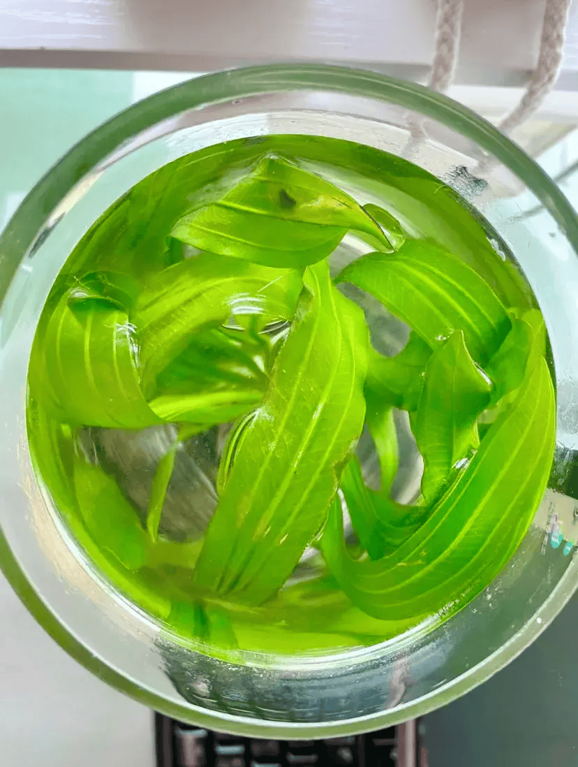 keles1985's tweet image. 5-Minute Mango Lassi (No Blender Needed!)   Mash 1 ripe mango + stir in 1 cup yogurt + 2 tsp honey + pinch of cardamom. Top with mango bits u0026 mint. Cool, creamy, tropical goodness—perfect for summer afternoons!  #QuickDrinks #VeganOption (swap yogurt for coconut yogurt)